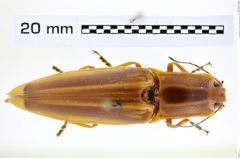 Foto (Dorsalansicht) von Semiotus ligneus (Linnaeus, 1767) (NHMW-ZOO-COL-0008242)